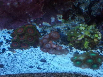 Picture_007.webp