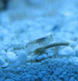 Microshrimp.webp Microshrimp.webp