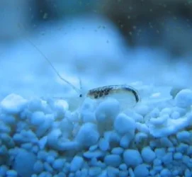 Microshrimp1.webp Microshrimp1.webp