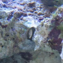 Barnacle_like2.webp