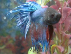 betta2.JPG