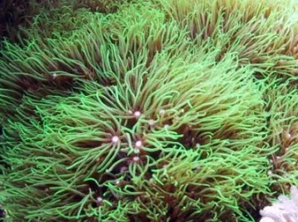 greenstarpolyps2.webp greenstarpolyps2.webp