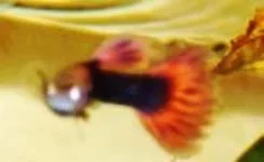 BestBredGuppy_1_.webp