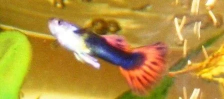 Bestguppy_1_.webp
