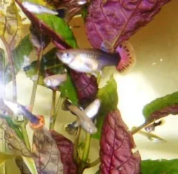 FemaleandAssortedbabyguppies_1_.webp