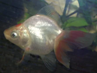 Mysterious_Goldfish_3.webp