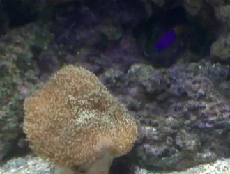 Coral1.webp