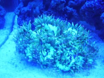 Coralblue1.webp