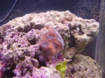 braincoral.webp