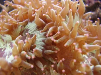 closeupcoral.webp
