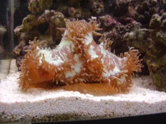 uniformcoral.webp