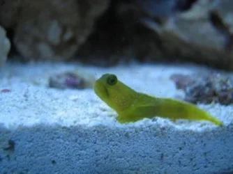 Yellow_Watchman_Goby.webp
