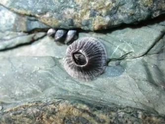balanus_perforatus.webp