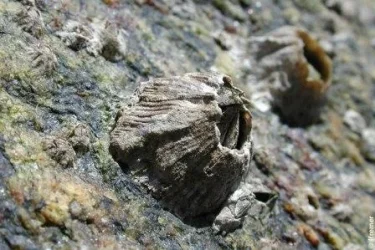 balanus_perforatus1.webp