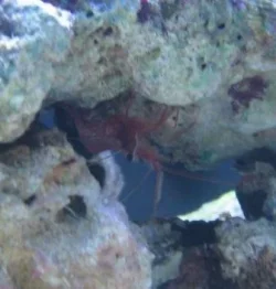 Peppermint_Shrimp.webp Peppermint_Shrimp.webp