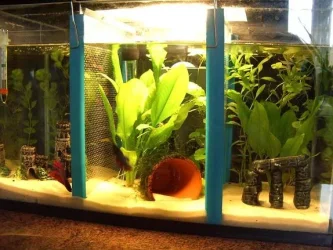 betta_tank_009.webp