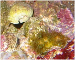 CoralFlash.webp CoralFlash.webp
