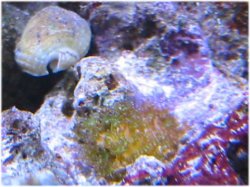 CoralNFlash.jpg CoralNFlash.jpg