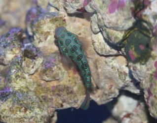 dragonet4.jpg