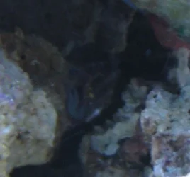 Crab.webp Crab.webp