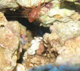 Crab01.webp Crab01.webp