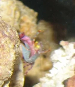 Crab04.webp Crab04.webp