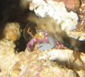 Crab05.webp Crab05.webp