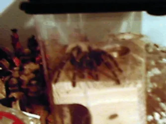 spider1.webp