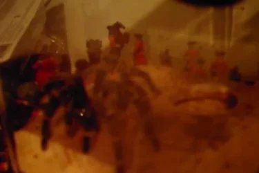 spider_2.webp