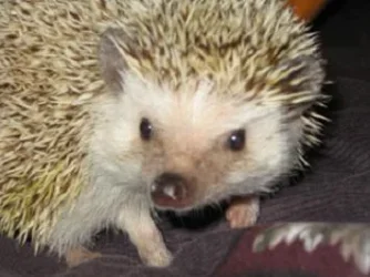 Picture_009.webp