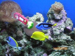 marine_tank_1_029.jpg