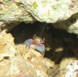 Crab06.webp Crab06.webp
