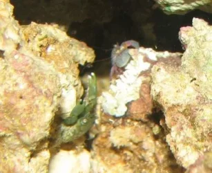 Crab07.webp Crab07.webp
