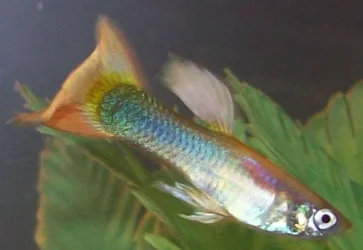 Male_Guppy_01.03.08___Forum.webp