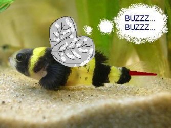 bumblebee_gobie.jpg