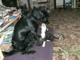 My_Dogs.webp