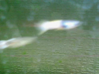 SP_A0097.webp SP_A0097.webp