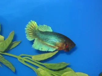 fish_290.webp