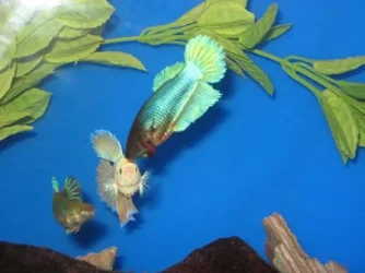 fish_293.webp