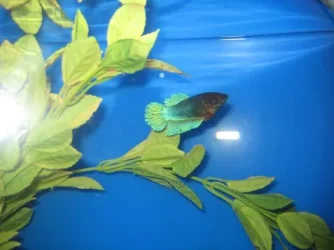 fish_303.webp