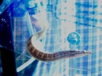 Second_eel_pic.webp