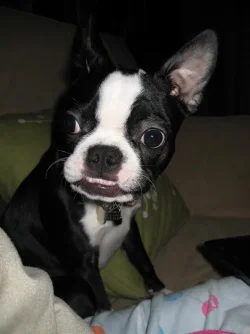 puppy_180.webp