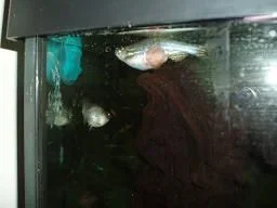 Danio_belly.webp