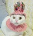 cat_av_15832.webp