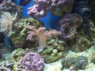 pussey_coral.webp