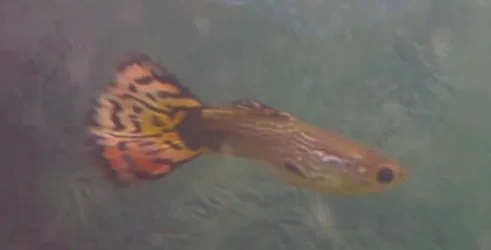 stud_guppy.webp