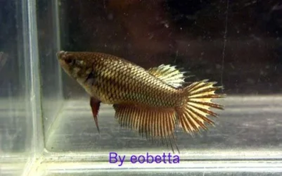 gold_crowntail_female.webp