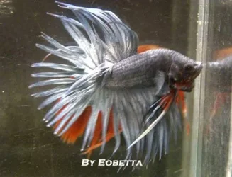 silver_crowntail_male.webp