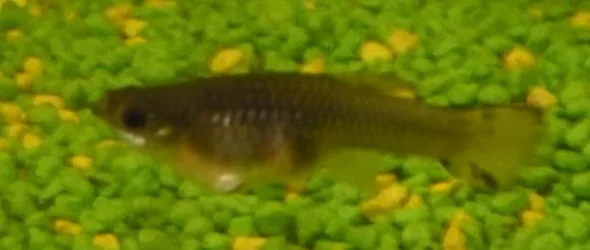 ill_guppy.webp