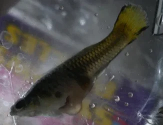 dead_fish.webp